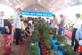 Mừng Tết Đoan Ngọ, Bến Tre tưng bừng tổ chức lễ hội cây chim cá cảnh