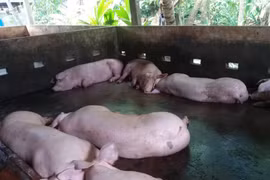 Dịch tả lợn Châu Phi tại ĐBSCL diễn biến phức tạp