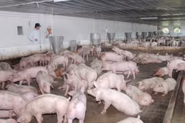 Đồng Nai: Chi 1,5 tỷ đồng hỗ trợ hộ chăn nuôi lợn trên địa bàn