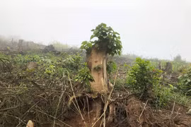 Nghệ An: Bắt giam nhóm cán bộ Ban quản lý rừng phòng hộ làm giả hồ sơ chiếm đoạt tiền tỷ