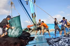 Cơ hội phát triển nghề cá bền vững, có trách nhiệm