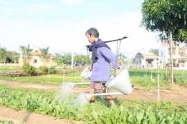 Quảng Nam: Làng rau Trà Quế hối hả vào vụ Tết