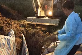Phát hiện dịch tả lợn châu Phi đầu tiên xuất hiện tại Hà Tĩnh