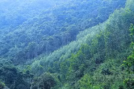 Quảng Ninh: Đẩy mạnh công tác bảo vệ và phát triển rừng