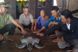 Cà Mau: Thả cá thể đồi mồi quý hiếm nặng 60kg về môi trường tự nhiên