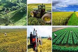 Cần đầu tư tín dụng phục vụ sản xuất nông nghiệp, nông thôn hiệu quả