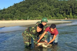 Thả cá thể rùa biển nằm trong Sách đỏ Việt Nam về với tự nhiên