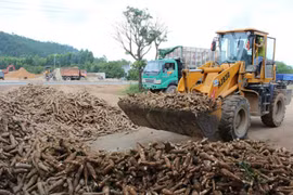 Tình hình xuất khẩu sắn của Việt Nam gặp nhiều khó khăn