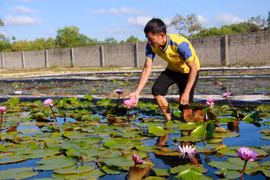 Nam thanh niên làm giàu từ mô hình trồng hoa súng Thái Lan