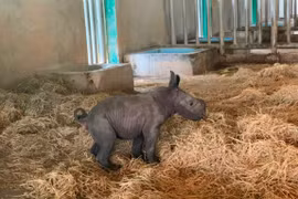 Tê giác con đầu tiên chào đời tại Vinpearl Safari Phú Quốc