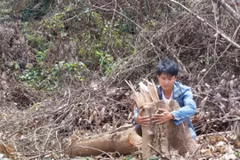 Quảng Bình: Hơn 2 hecta rừng gần trạm kiểm lâm bị đốn hạ