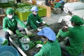 Hướng đi nào cho chè Việt?