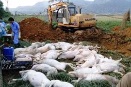 Nhiều tỉnh, thành đồng loạt đối phó với dịch tả lợn Châu Phi