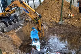 Hà Nội: Dịch tả lợn Châu Phi đã tiếp tục bùng phát và lan rộng