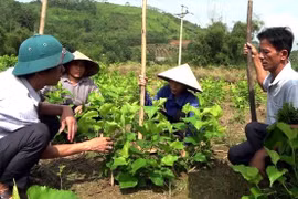 Bộ mặt nông thôn nhiều khởi sắc