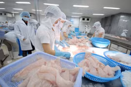 Xuất khẩu cá tra sang EU tăng trưởng ấn tượng