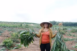 Quảng Nam: Không thông báo, xã tự ý thuê người đốn hạ hàng nghìn cây keo của dân