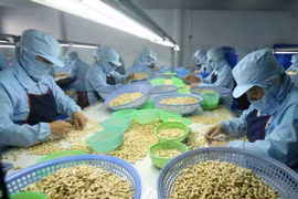 EVFTA mang lại nhiều cơ hội cho ngành điều