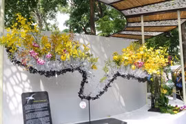 Rực rỡ “Sắc màu nhiệt đới” tại Festival hoa lan TP. Hồ Chí Minh