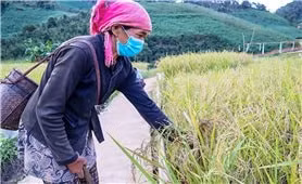  Người dân làng Đăk Ga thu hoạch lúa vụ mùa 2021