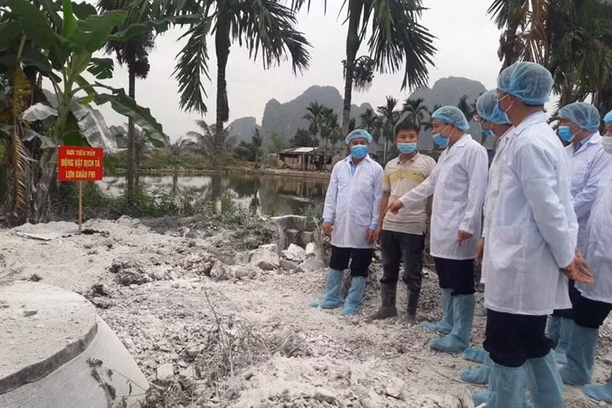 Bộ trưởng Nguyễn Xuân Cường trực tiếp chỉ đạo tiêu hủy lợn, tiêu độc khử trùng nhằm khống chế dịch tả lợn châu Phi tại Hải Phòng. Ảnh: Kh.L