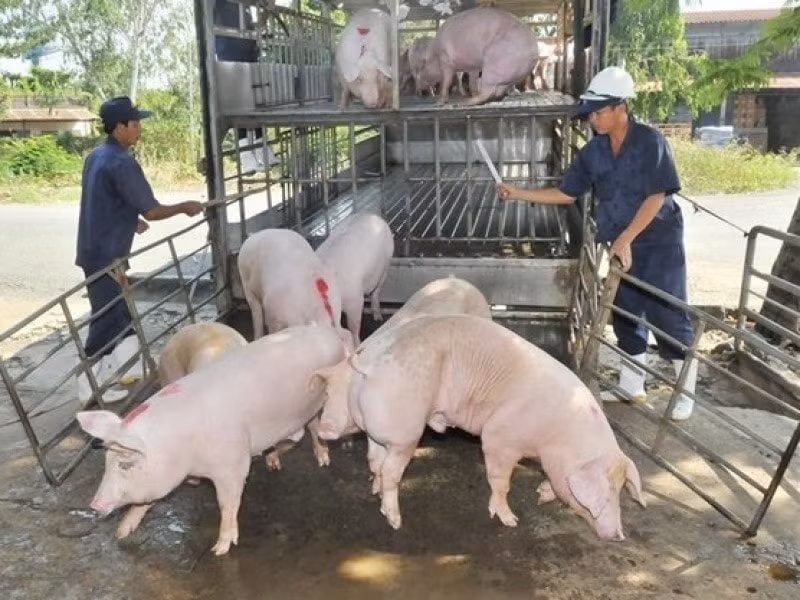 Giám sát lợn trước khi đưa đi tiêu thụ. Ảnh: TL
