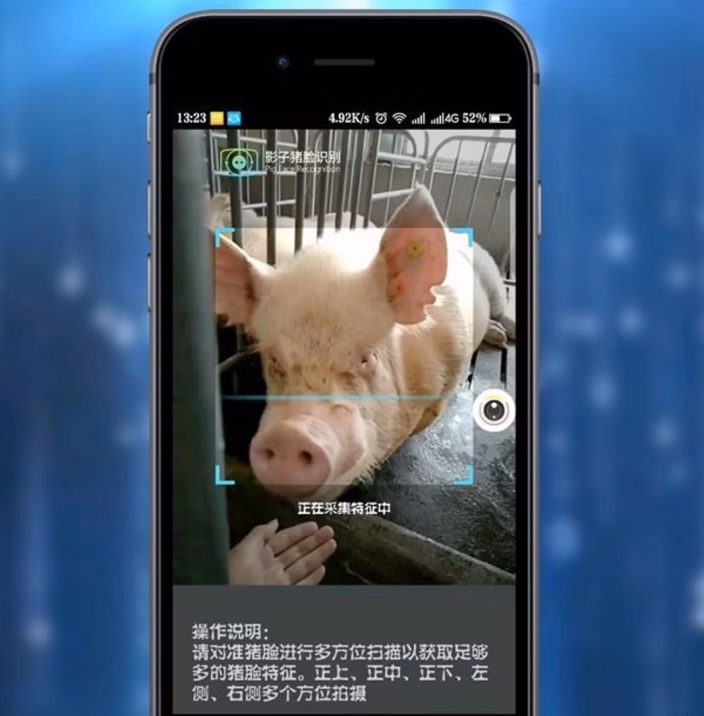 Dùng video để thu hình ảnh mặt lợn