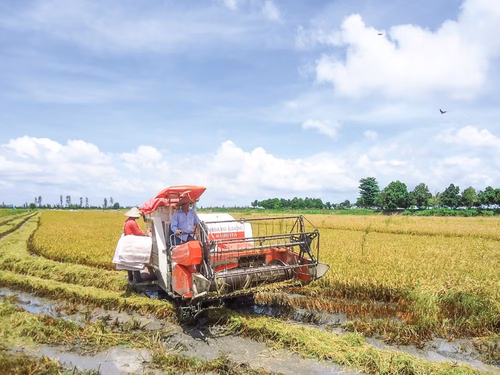 Giá lúa trên địa bàn tỉnh Vĩnh Long đã tăng thêm từ 100 - 200 đồng/kg (Ảnh minh họa)