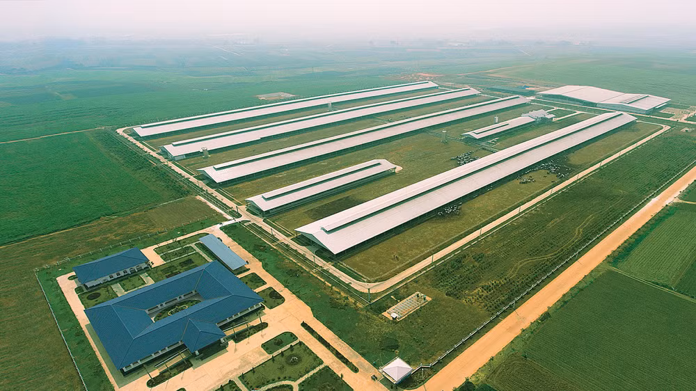 Tổ hợp trang trại bò sữa công nghệ cao Vinamilk Thanh Hóa – ngôi nhà mới của những cô bò