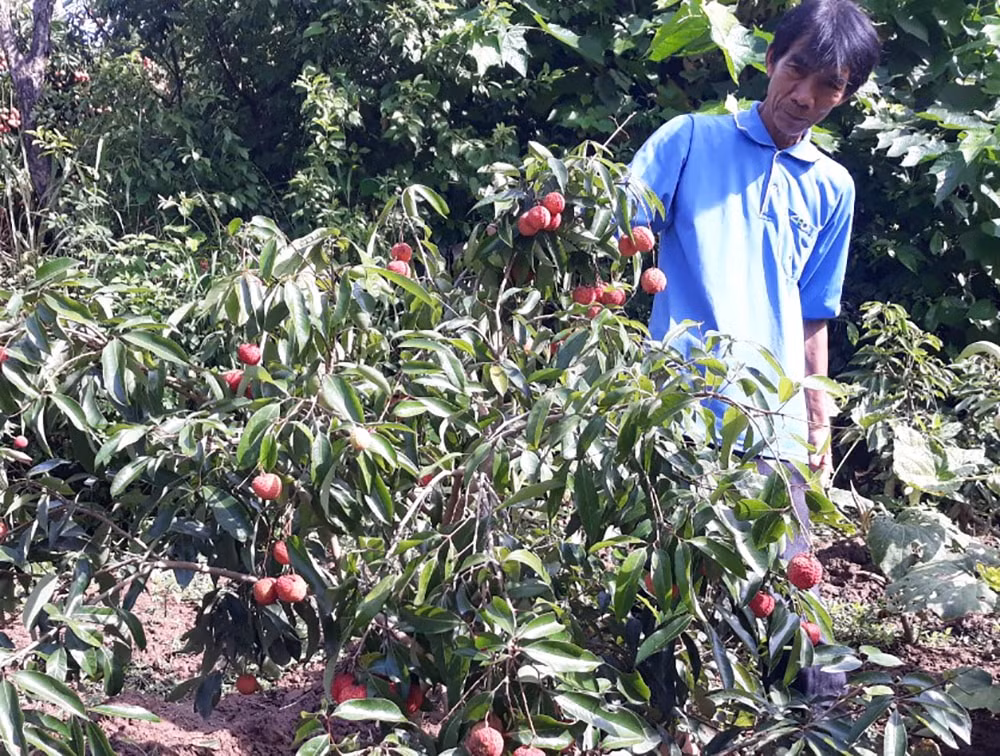 Cây vải thiều không hạt tại Bắc Giang. Ảnh: Báo Bắc Giang