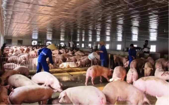 Ngành chăn nuôi đang đối mặt với nhiều khó khăn lớn.