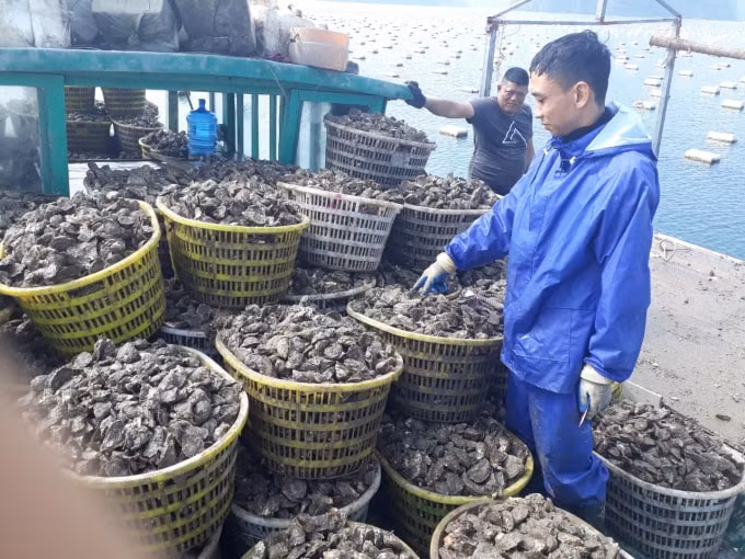 Thu hoạch Hàu sữa đại dương của ngư dân tại huyện Vân Đồn, nguồn hải sản xuất khẩu đang được phát triển tại Quảng Ninh. Ảnh: Nguyễn Quân.