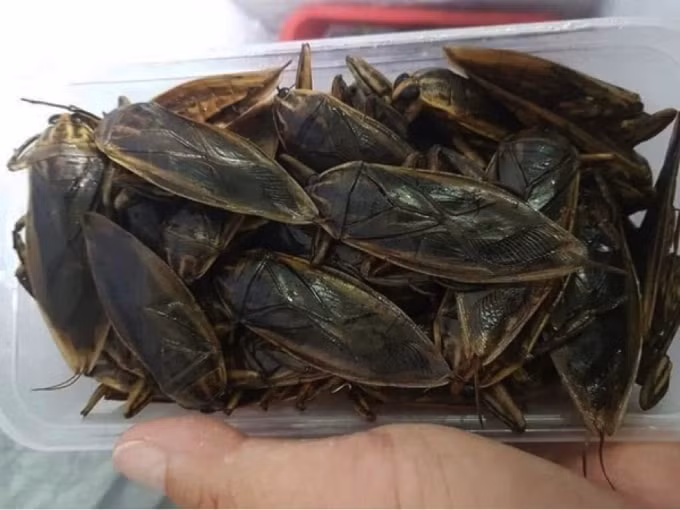 Nhờ trong cơ thể mang tinh dầu quý hiếm, cà cuống, một loại côn trùng trông giống hệt như gián đang được các đại gia Việt săn lùng, mua về ngâm mắm, thưởng thức.