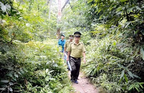 Đất rừng đặc dụng, đất rừng phòng hộ, đất rừng sản xuất là rừng tự nhiên sẽ không thực hiện việc sắp xếp lại, xử lý tài sản công