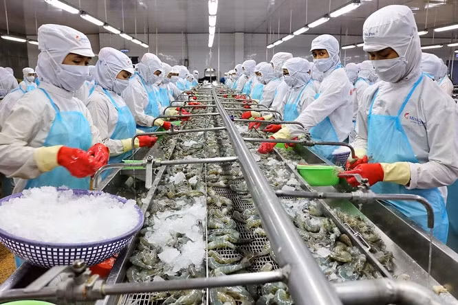 Ngành tôm cần giải quyết những bất cập hiện nay về quy mô, sản lượng và giá thành. Ảnh TL