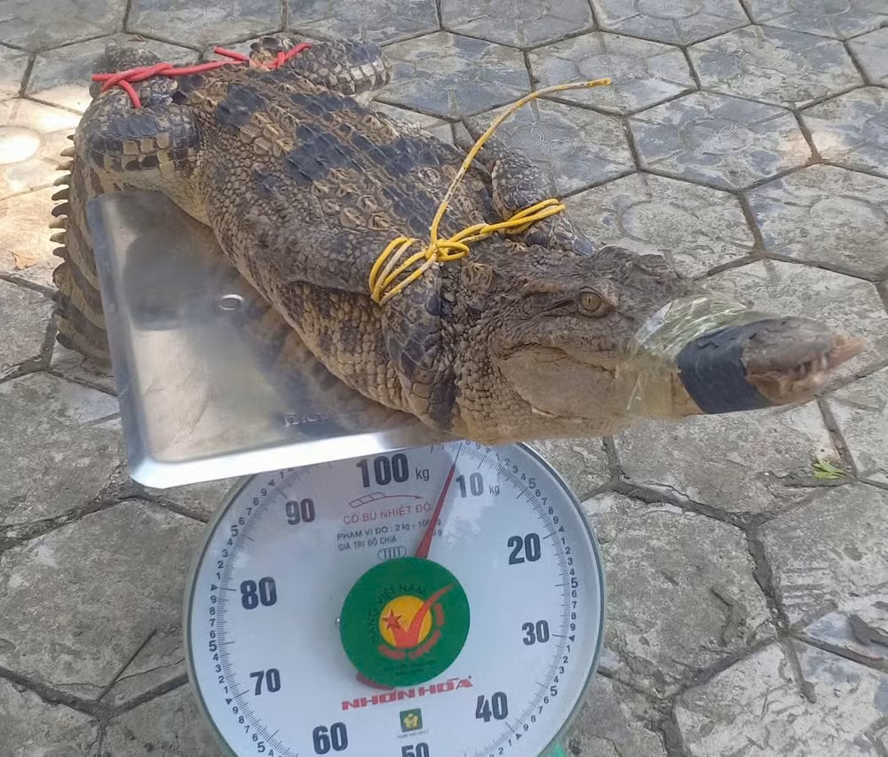 lao cai lan dau tien nguoi dan phat hien ca sau boi vao be ca koi gia dinh hinh 2