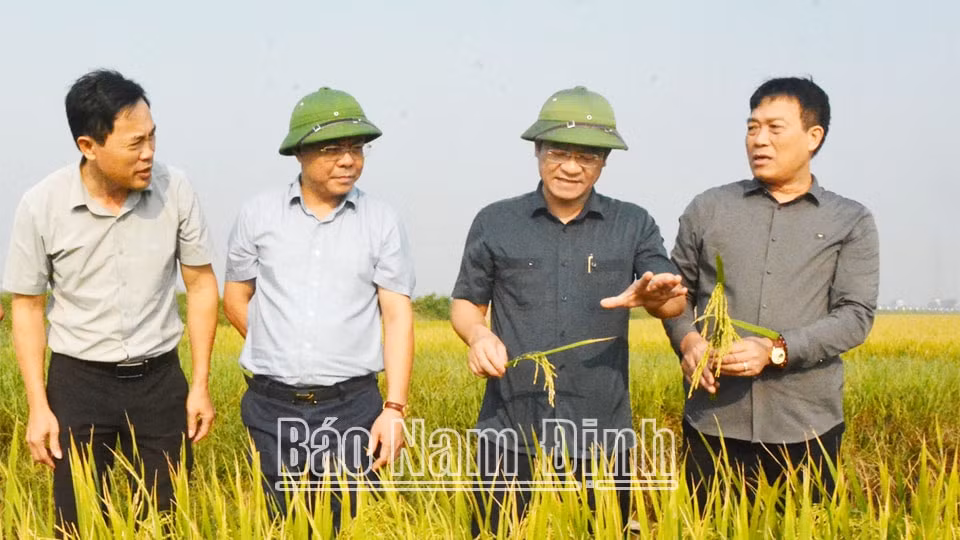 nam dinh da thu hoach duoc gan 4900ha lua mua hinh 1