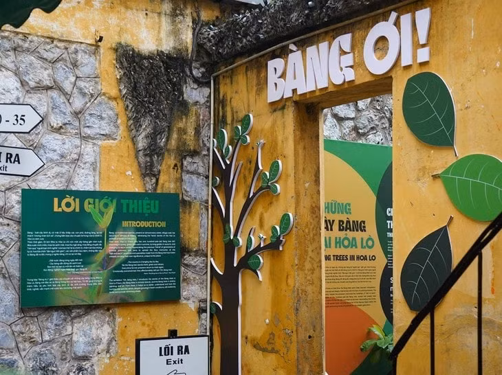 trung bay dac biet ve cay bang tai nha tu hoa lo hinh 1