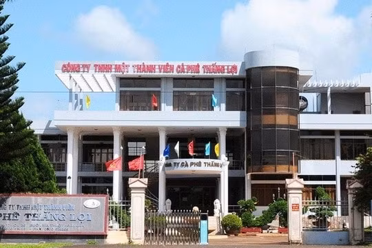 ca phe thang loi cfv doanh thu hang tram ty nhung loi nhuan chi von ven vai ty dong hinh 1