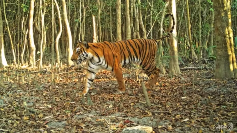 nghien cuu bangladesh van la trung tam cua nan san bat ho hinh 1