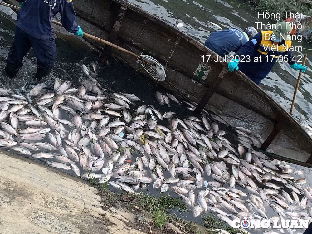 da nang hang tan ca chet sau con mua dau mua o cac kenh ho hinh 3