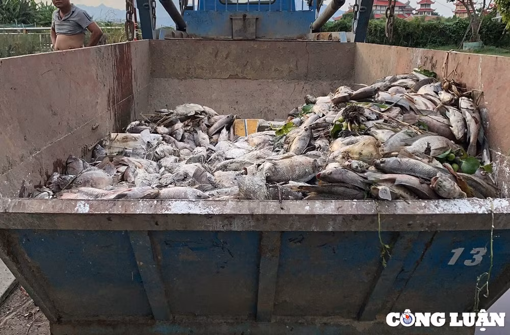 da nang hang tan ca chet sau con mua dau mua o cac kenh ho hinh 1