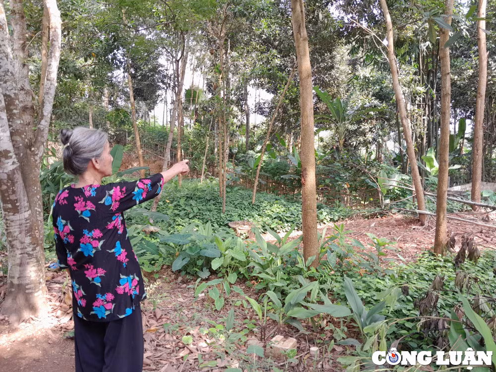 vu tranh chap dat dai keo dai hon 10 nam o yen bai can mot phan quyet de xu li dut diem khieu kien hinh 3