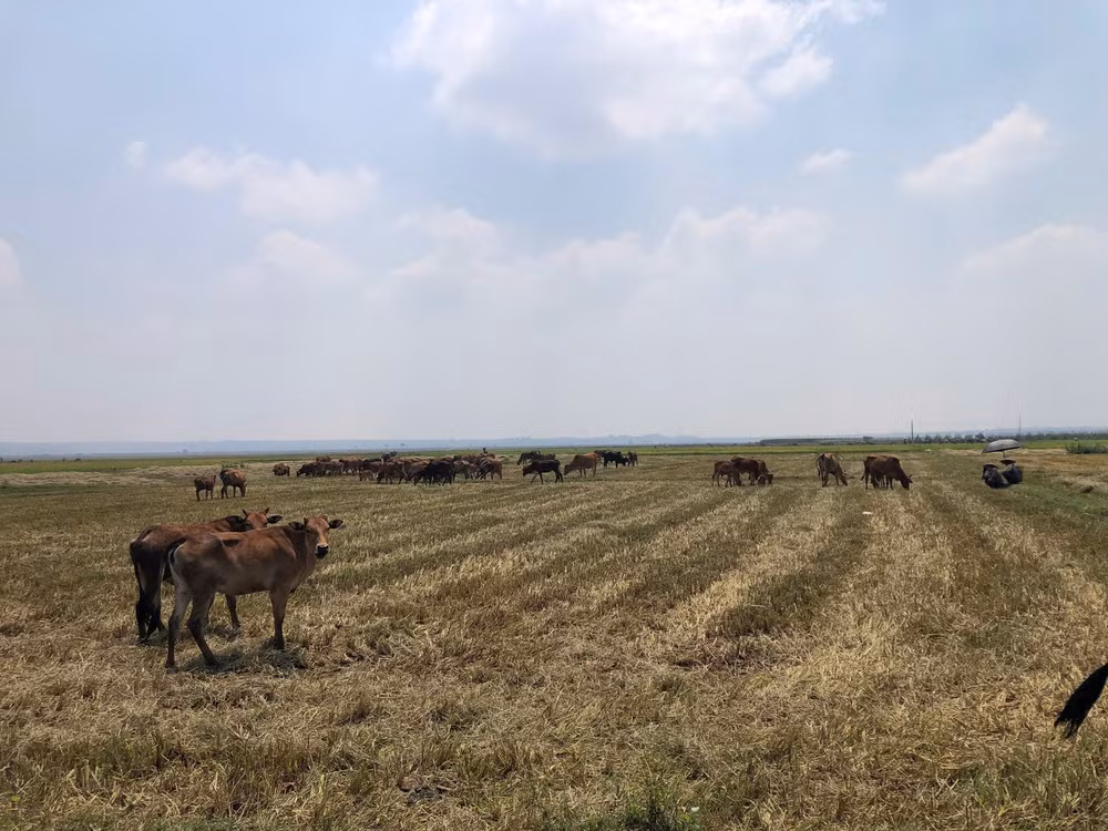 canh dong lua o gia lai chet kho vi han han nguoi dan ngam ngui cat ve cho bo an hinh 6