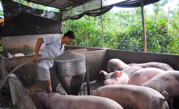 Giá heo hơi tăng 1.000 - 2.000 đồng/kg tại một số địa phương. Ảnh minh họa.