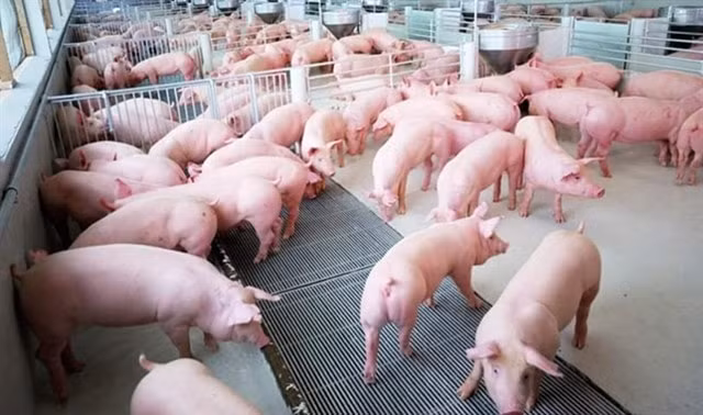 Giá heo hơi hôm nay 20/5: Tiếp đà tăng vọt ở cả 3 miền. Ảnh: TL