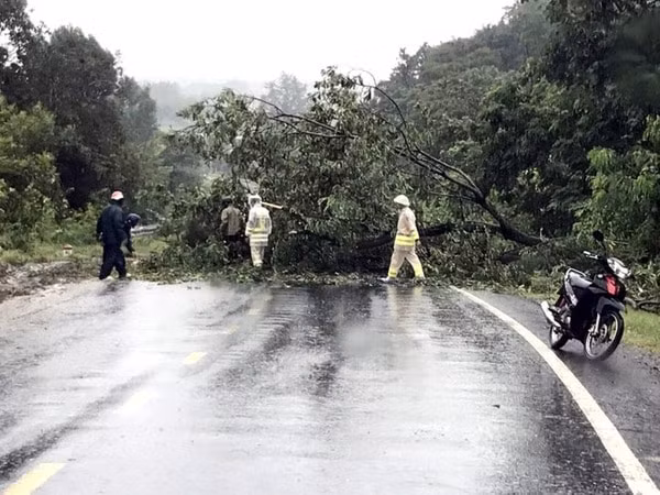 Đèo Chư Sê (Gia Lai) một cây to bị đổ chặn ngang đường gây ách tắc giao thông