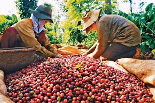 Giá cà phê hôm nay 24/10: Dao động trong khoảng 31.800 - 32.300 đồng/kg. Ảnh minh họa
