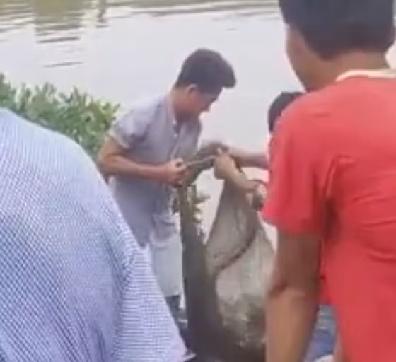 Người dân vây bắt được cá sấu. Ảnh: cắt từ clip.