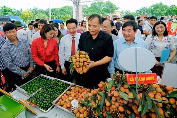 Vải thiều Thanh Hà - sản phẩm nông nghiệp nổi tiếng của Hải Dương (ảnh st)